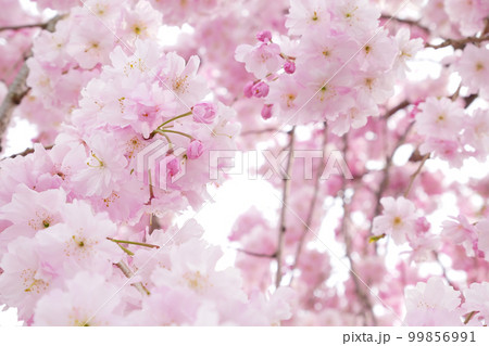 咲き誇る公園の枝垂桜 花と蕾にピント ~3:2バージョン 咲き誇る公園の枝垂桜 花と蕾にピント ~3:2バージョン 99856991