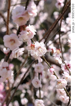 梅の花の写真 99857030