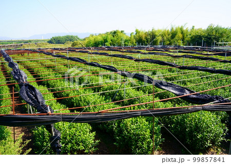 茶畑と寒冷紗 99857841