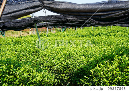 茶畑と寒冷紗 茶畑と寒冷紗 99857843