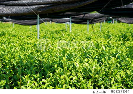 茶畑と寒冷紗 99857844