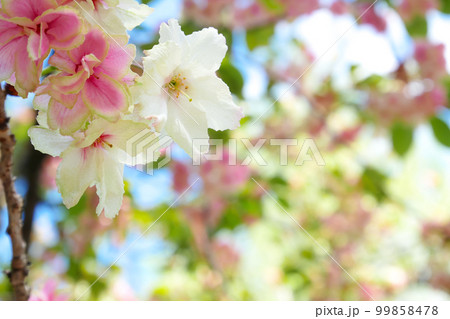 満開の緑の桜と紅変した緑の桜 ～3:2バージョンの写真素材 [99858478