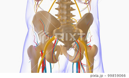 Human skeleton anatomy for medical concept 3D illustration 99859066