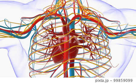 Human heart anatomy for medical concept 3D Rendering 99859099