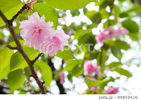 満開の八重桜 ~3:2バージョン 満開の八重桜 ~3:2バージョン 99859416