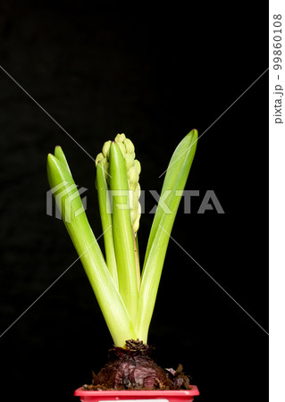 Hyacinths ready for transplanting. In plastic containers. Primroses ready for forcing. On a black background. Close-up. 99860108