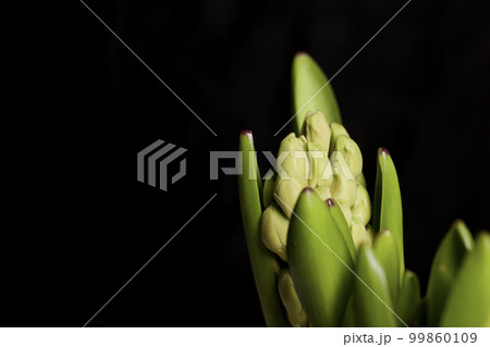Hyacinths ready for transplanting. In plastic containers. Primroses ready for forcing. On a black background. Close-up. Hyacinths ready for transplanting. In plastic containers. Primroses ready for forcing. On a black background. Close-up. 99860109