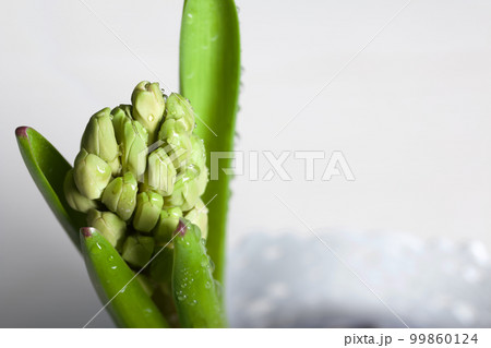 Hyacinths ready for transplanting. In plastic containers. Primroses ready for forcing. Close-up. 99860124