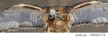 Red-tailed Hawk with open wings close-up, Quebec, Canada 99860178