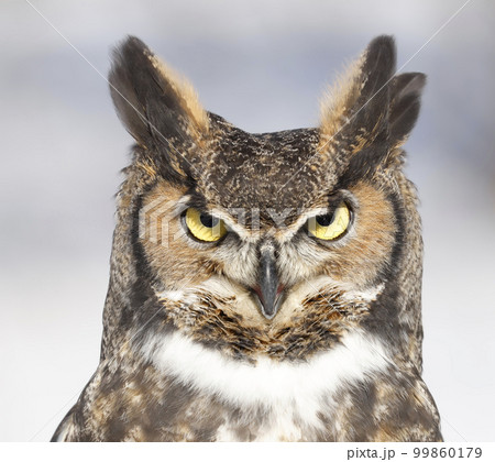 Great-horned Owl portrait, Quebec, Canada 99860179