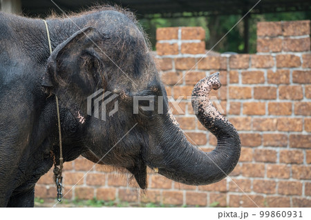 Asian elephant show hi or hello gesture by bending trunk at zoo 99860931
