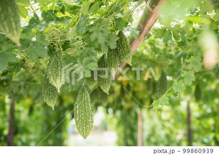 Organic wild bitter gourd hanging on roof greenhouse at harvest Organic wild bitter gourd hanging on roof greenhouse at harvest 99860939