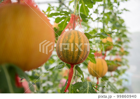 Orange melon plant in greenhouse farm. Organic fruit at harvest Orange melon plant in greenhouse farm. Organic fruit at harvest 99860940