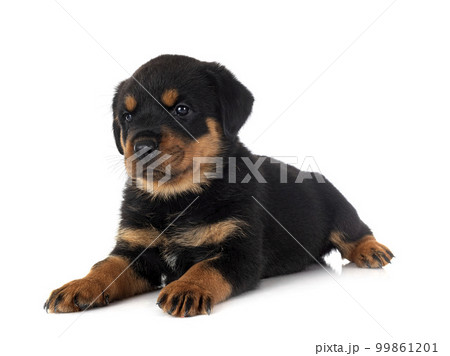 puppy rottweiler in studio 99861201
