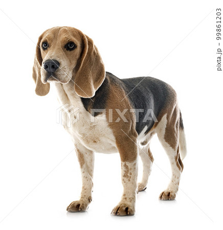 young beagle in studio young beagle in studio 99861203