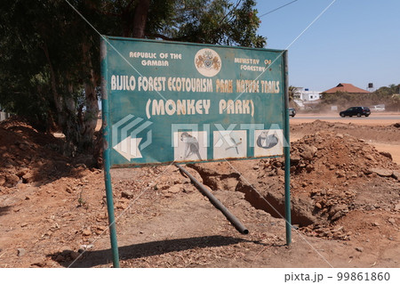 Monkey Park, Senegambia, Banjul, The Gambia Monkey Park, Senegambia, Banjul, The Gambia 99861860
