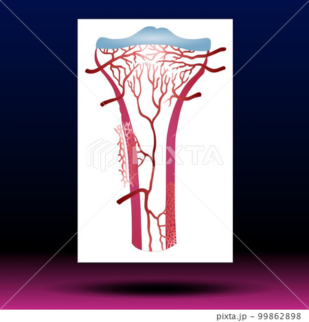 Articular Cartilage - Knee - Joints - Leg - Body Parts 99862898