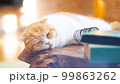 猫　寝る　昼寝　気持ちいい　イメージ 99863262