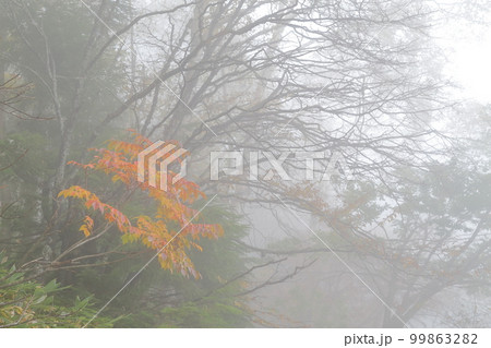 秋、霧が立ちこめる山（志賀高原　長野県 山之内町） 99863282