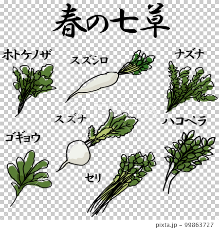 春の七草のイラスト素材 ベクター 春の七草のイラスト素材 ベクター 99863727