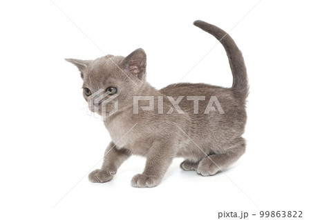 Kitten of the American Burmese blue color Kitten of the American Burmese blue color 99863822