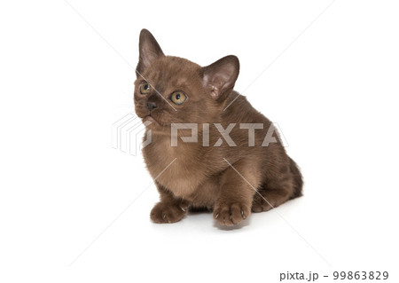 Small chocolate-colored European burmese kitten Small chocolate-colored European burmese kitten 99863829