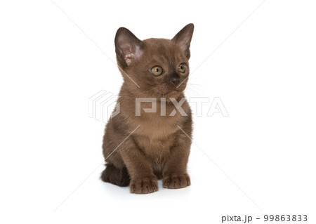 Small kitten of the European burmese Small kitten of the European burmese 99863833