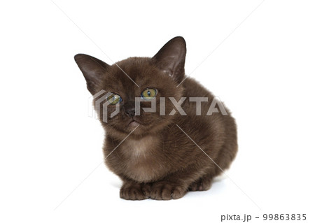 Funny Burmese cat kitten Funny Burmese cat kitten 99863835
