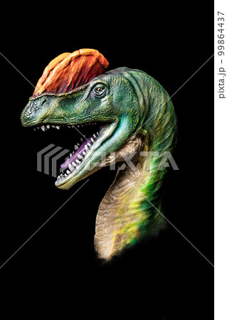 The head of Dilophosaurus in the dark , dinosaur on black background The head of Dilophosaurus in the dark , dinosaur on black background 99864437
