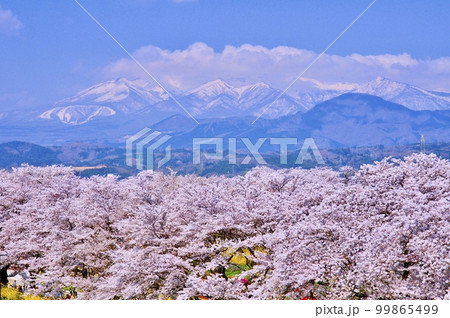 宮城県　しばた千桜橋から白石川堤一目千本桜と残雪を頂く蔵王連峰を望む 99865499