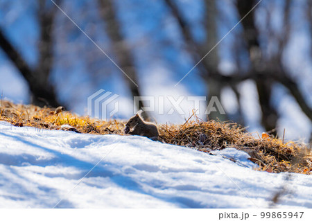 【動物素材】野生のニホンリス【長野県】 【動物素材】野生のニホンリス【長野県】 99865947