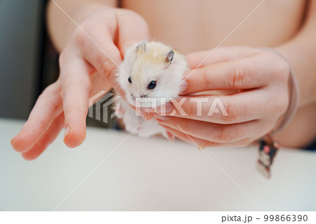 a small white with a red hamster in children's hands. 99866390