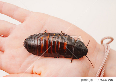 a large hissing Madagascar cockroach in children's hands a large hissing Madagascar cockroach in children's hands 99866396