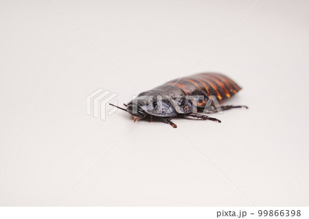 a large hissing Madagascar cockroach on a white surface. 99866398