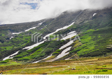 北海道　大雪山系　裾合平　トレッキング　コバイケイソウの芽立ち 99866856
