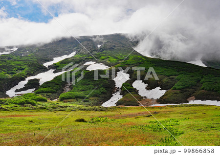 北海道　大雪山系　裾合平　雪解け　トレッキング　コバイケイの芽立ち 99866858
