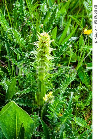 中国　青海省　達日県　査郎寺に咲くスイカズラ科モリナ属　Morina chinensis 99866888