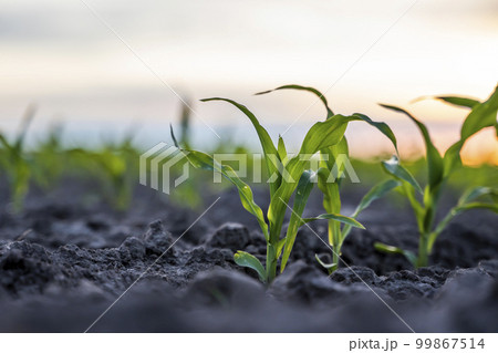 Close up low angle view at row of young corn stalks at field spring time in a sunset. Close up low angle view at row of young corn stalks at field spring time in a sunset. 99867514