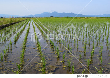 田植え2週間後の水田 田植え2週間後の水田 99867606
