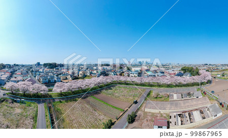 空撮「埼玉県」見沼田んぼの春 日本一の桜回廊 空撮「埼玉県」見沼田んぼの春 日本一の桜回廊 99867965