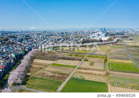 空撮「埼玉県」見沼田んぼの春　日本一の桜回廊 99868026