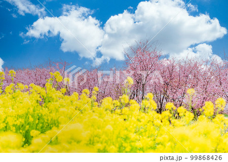 「埼玉県」見沼田んぼの菜の花と河津桜 99868426
