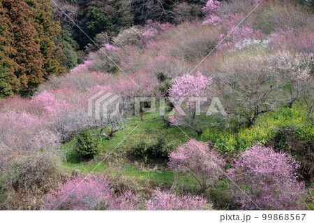 山の斜面で咲き誇る梅の花 (愛媛県 砥部町 七折) 山の斜面で咲き誇る梅の花 (愛媛県 砥部町 七折) 99868567