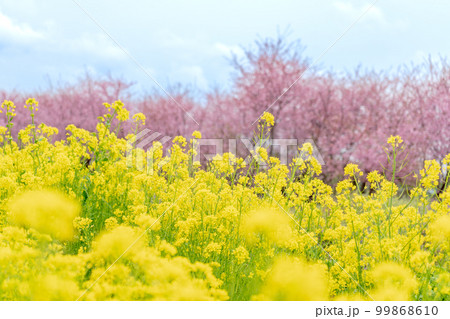 「埼玉県」見沼田んぼの菜の花と河津桜 「埼玉県」見沼田んぼの菜の花と河津桜 99868610