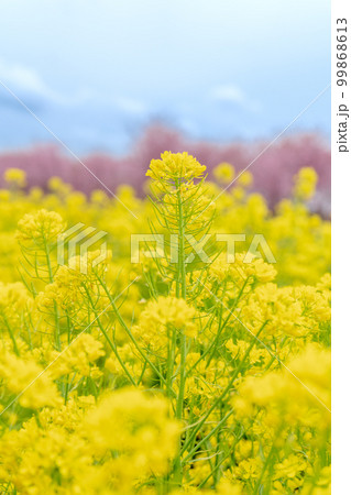 「埼玉県」見沼田んぼの菜の花と河津桜 99868613