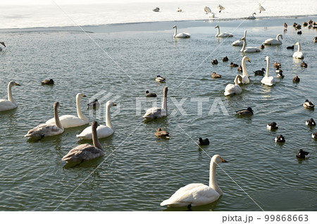 高松の池の渡り鳥 高松の池の渡り鳥 99868663