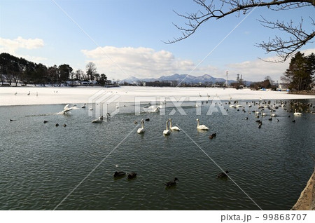 高松の池の渡り鳥 99868707