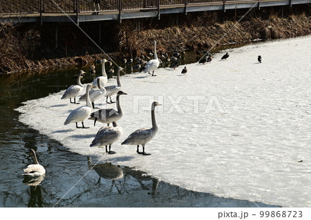 高松の池の渡り鳥 99868723