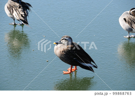 高松の池の渡り鳥 高松の池の渡り鳥 99868763