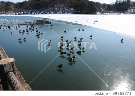高松の池の渡り鳥 99868771